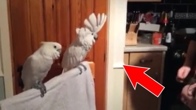 Ce cacatoès a une fantastique réaction quand il entend une chanson d'Elvis