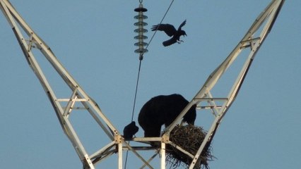 Quand un ours grimpe au sommet d’un pylône électrique pour se nourrir