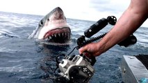 Quand une équipe de tournage tombe nez-à-nez avec un grand requin blanc