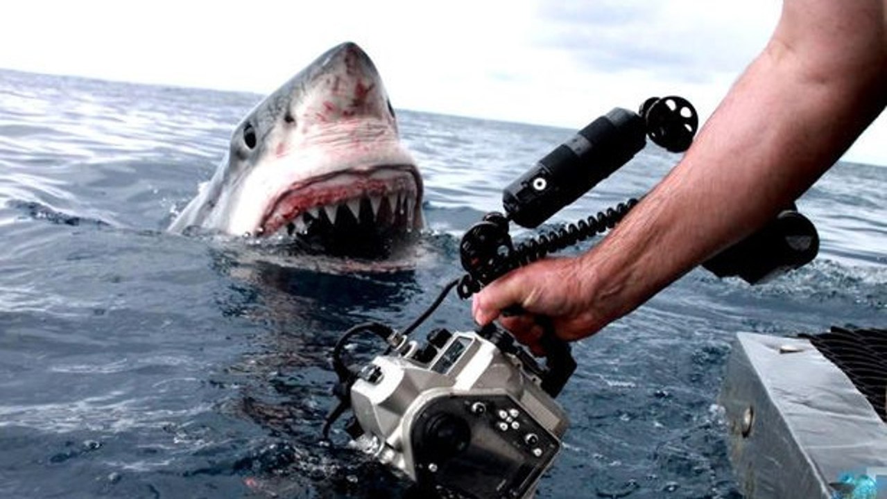 Quand une équipe de tournage tombe nez-à-nez avec un grand requin blanc