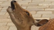 Ecoutez le cri à mourir de rire de ce cerf rencontré dans une ville japonaise
