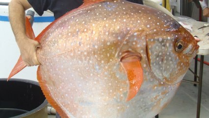 Des scientifiques découvrent le premier poisson au sang complètement chaud