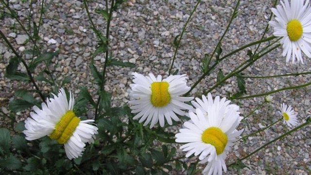 D'étranges marguerites mutantes découvertes près de Fukushima suscitent l'inquiétude