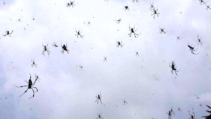 Une effrayante pluie d'araignées s'abat en Australie
