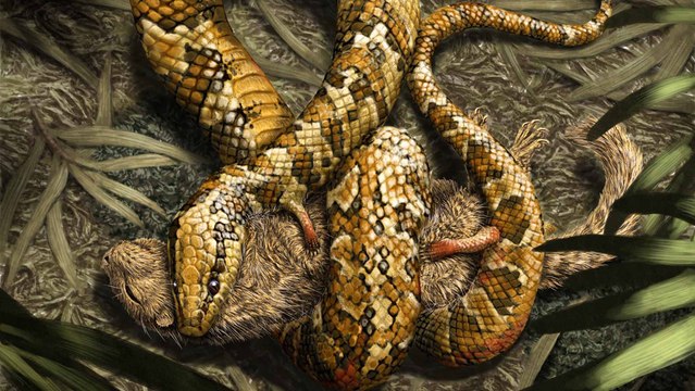 Le fossile d'un serpent à quatre pattes relance les théories sur l'origine de ces reptiles
