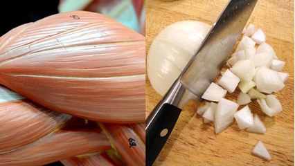 Des scientifiques créent des muscles artificiels à partir... d'oignons