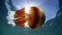 Une invasion de méduses géantes observée au large des côtes britanniques