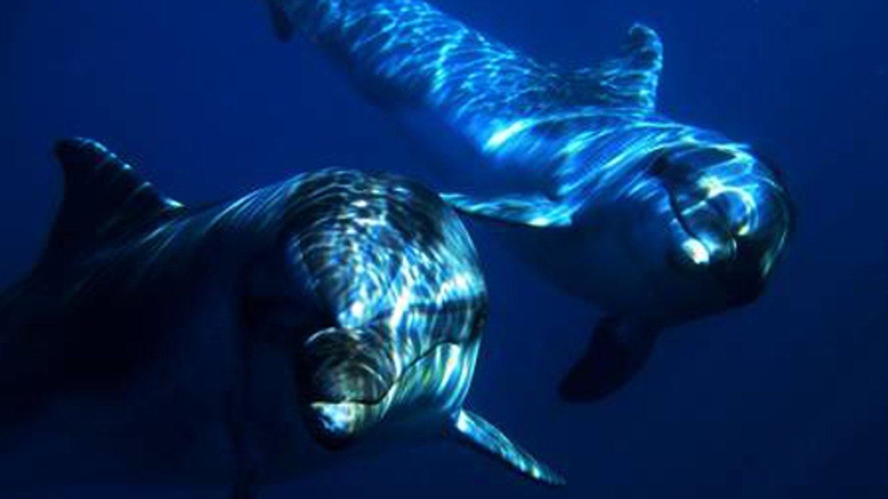 Les incroyables images de la libération de deux dauphins dans la nature