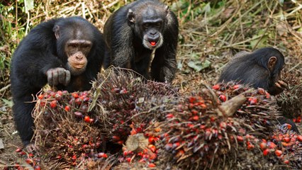 Les chimpanzés aussi consomment régulièrement de l'alcool