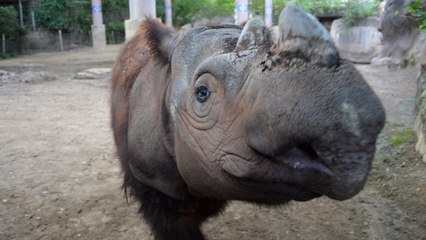 Harapan, l'un des derniers rhinocéros de Sumatra va traverser le monde pour sauver son espèce