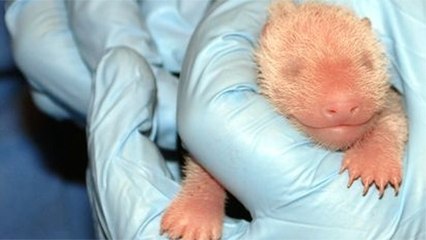 Le panda géant du zoo de Washington a donné naissance à des jumeaux