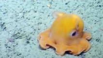 L'amusante réaction d'une pieuvre dumbo filmée dans les profondeurs
