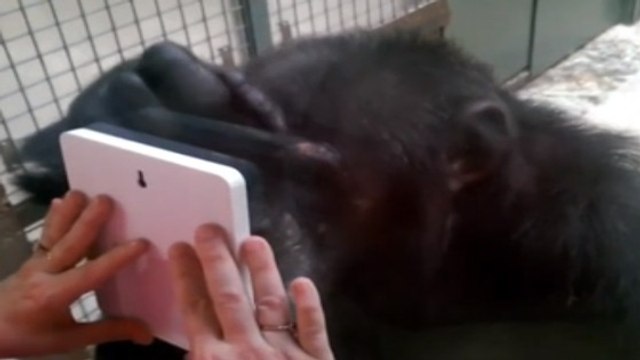 Un chimpanzé face à un miroir réagit de façon étonnante