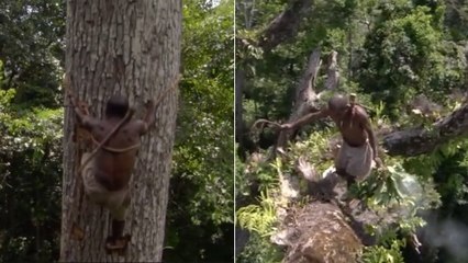 Cet homme grimpe un arbre de 40 mètres de haut pour chercher du miel