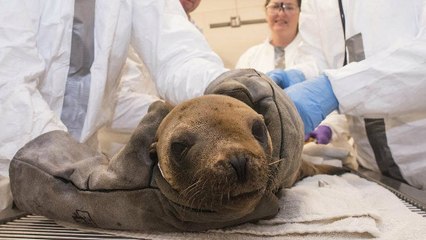 SeaWorld tente de sauver les animaux victimes d'une terrible marée noire en Californie