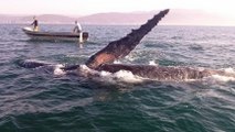 L'incroyable réaction d'une baleine face aux pêcheurs venus lui porter secours