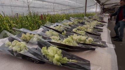 "Çiçek şehri" Yalova'da kesme orkideler 14 Şubat'a hazırlanıyor