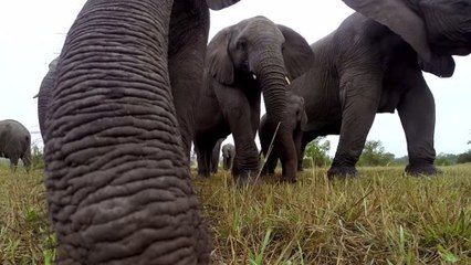 Quand des éléphants s'amusent avec une caméra