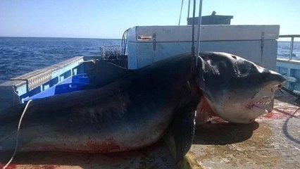 Les photos d'un énorme requin-tigre capturé en Australie font sensation sur Internet