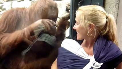 L'extraordinaire réaction d'un orang-outan face à une femme et son bébé