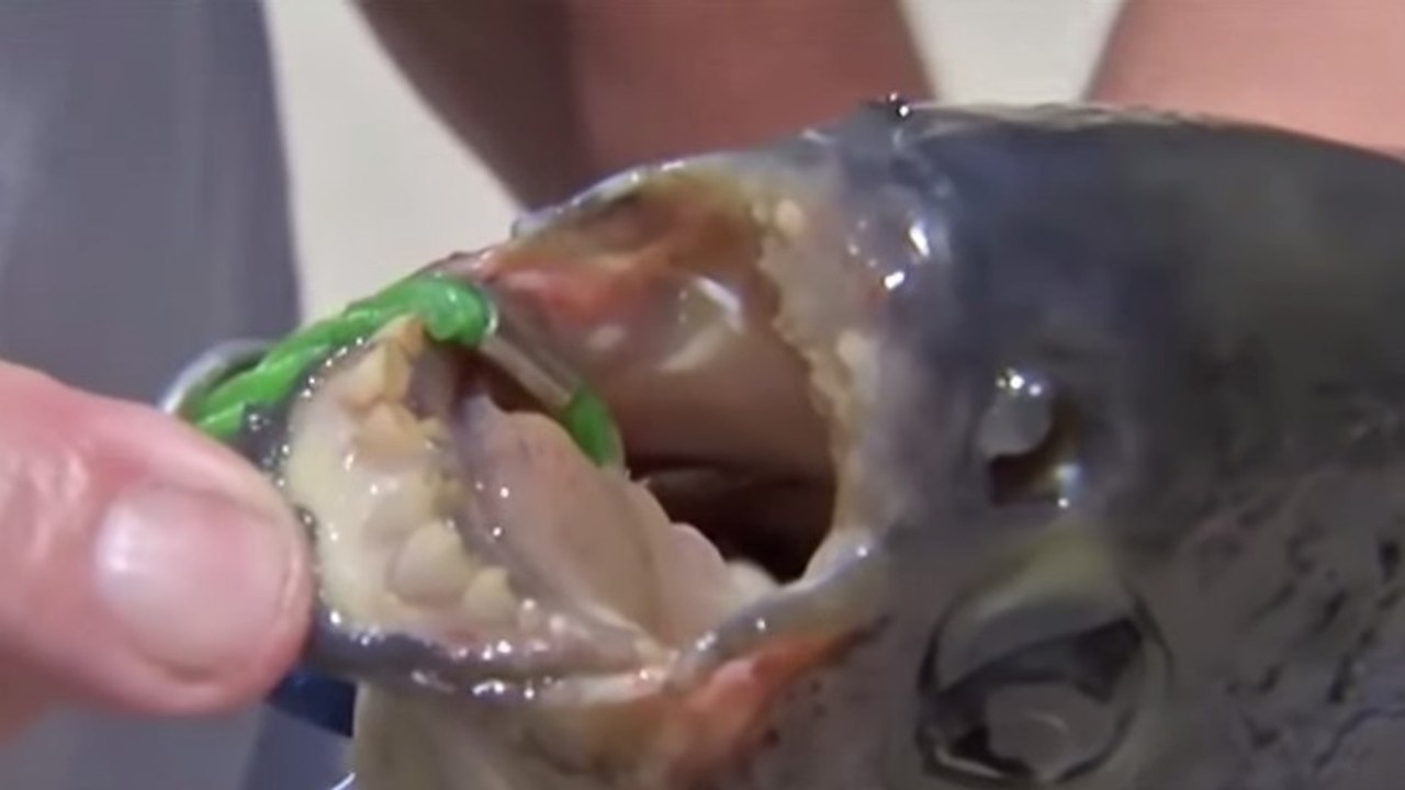 Un pacu, étrange poisson aux dents humaines, découvert dans un étang