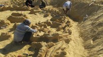 Les restes d’une baleine dans une baleine dans un requin retrouvés en Egypte