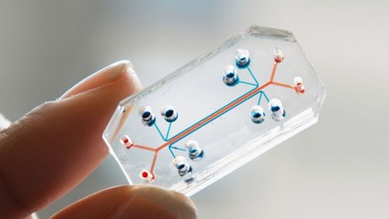 Ces organes sur puce révolutionnaires pourraient mettre fin aux tests sur les animaux
