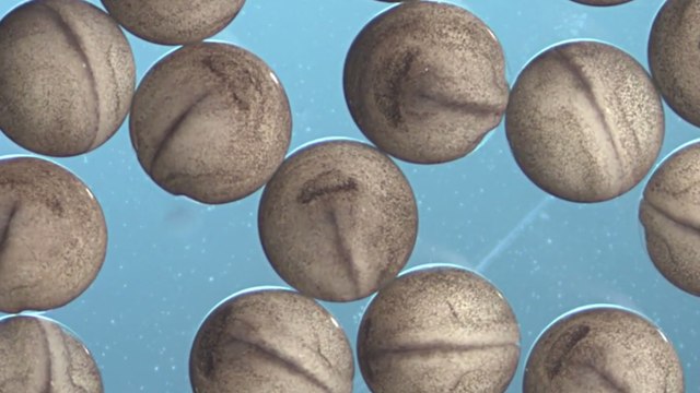 Observez le fantastique développement de petits oeufs de grenouille