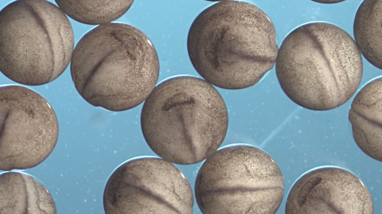 Observez le fantastique développement de petits oeufs de grenouille