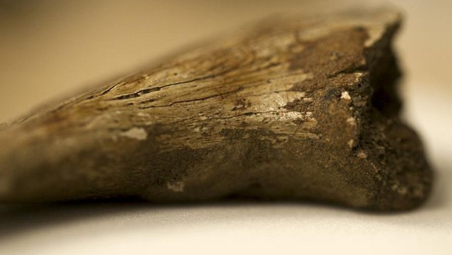 Des cellules sanguines découvertes dans des fossiles de dinosaure ?