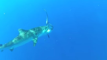 Quand un énorme requin-tigre s'attaque à un autre requin