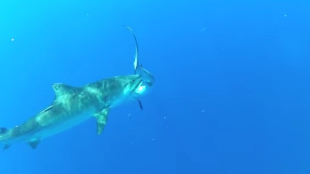 Quand un énorme requin-tigre s'attaque à un autre requin