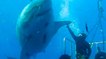 Voici Deep Blue, l'un des plus grands requins blancs jamais observé
