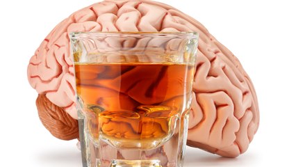 L'alcool détruit-il vraiment les cellules nerveuses du cerveau ?