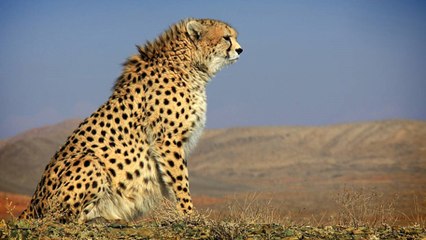 C'est officiel : la sixième extinction de masse est en cours