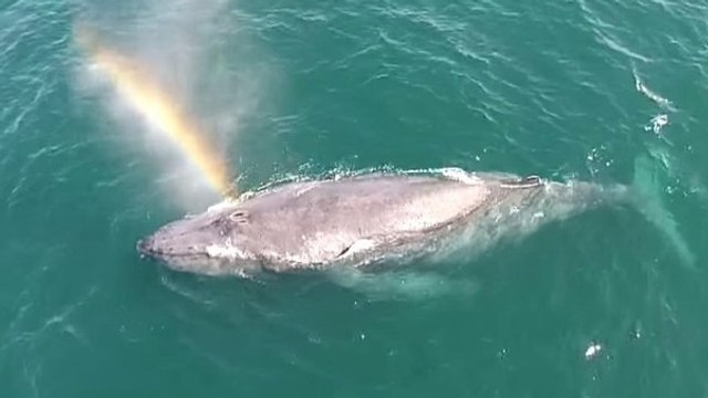Quand une baleine fait des arcs-en-ciel avec son évent