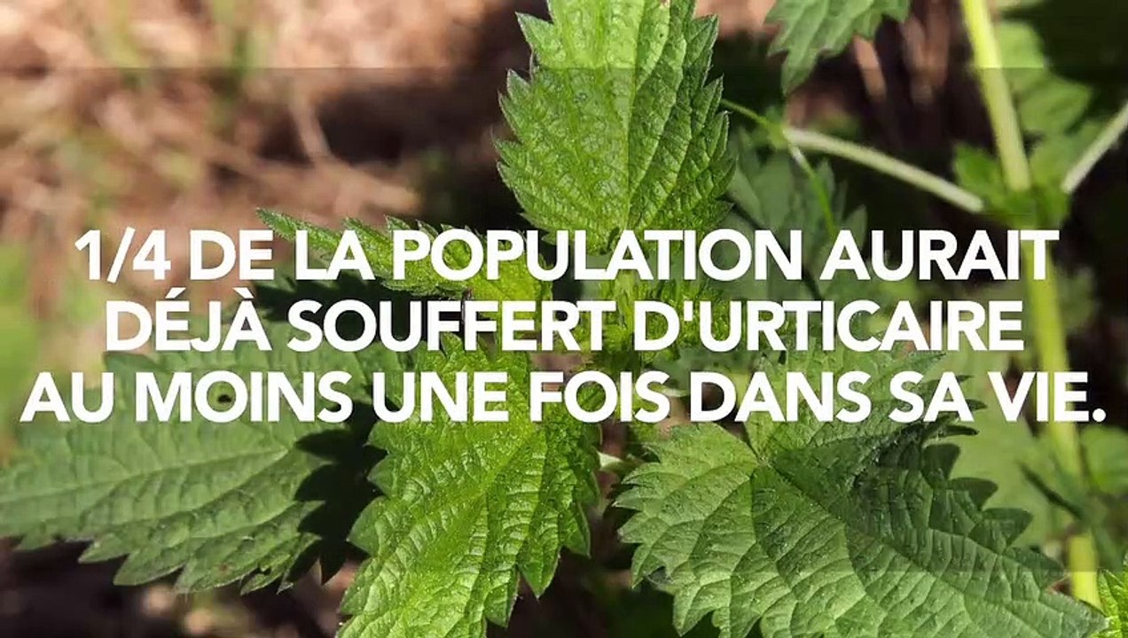 Crise d'urticaire : causes, symptômes et comment soigner l'urticaire ...