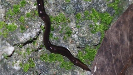 Un redoutable ver, l'une des pires espèces invasives, envahit la Floride