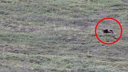 Un ours surpris à descendre une colline en faisant des roulades