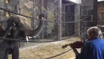 L'extraordinaire réaction de deux éléphants face à des violonistes en plein concert