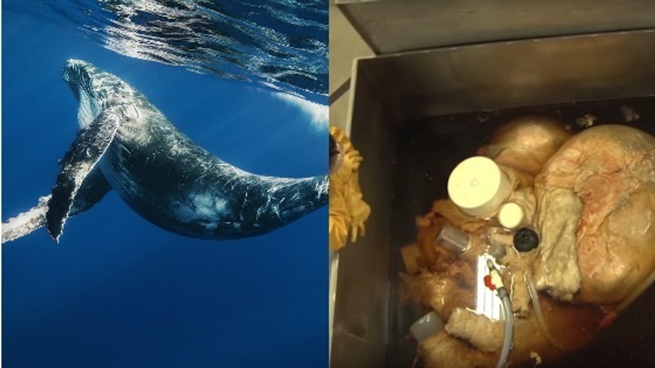 Voilà à quoi ressemble le coeur d'une baleine bleue