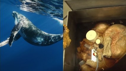Voilà à quoi ressemble le coeur d'une baleine bleue