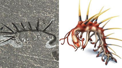 Hallucigenia, un étrange ver du passé dévoile son visage et son plus beau sourire