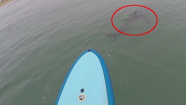 Des requins curieux encerclent des surfeurs lors d’une sortie en paddle