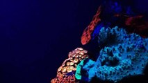 D'étonnants coraux fluorescents découverts dans les profondeurs de la mer Rouge