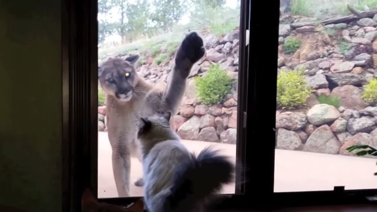 Un Américain filme un tête-à-tête surprenant entre un puma et son chat