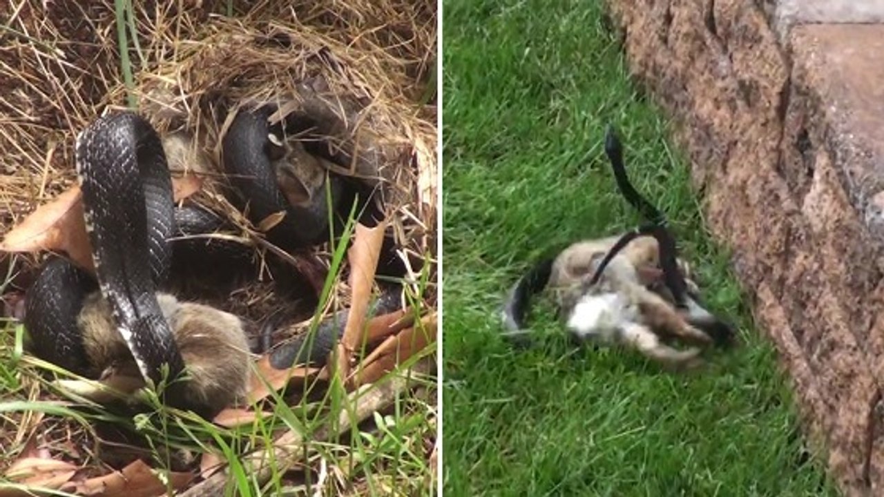 Quand une lapine s'en prend à un serpent qui a attaqué ses petits
