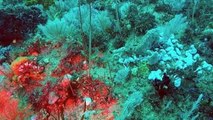 Une équipe découvre un récif corallien aussi impressionnant que la Grande barrière de corail
