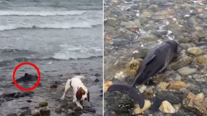 Un pêcheur et son chien sauvent la vie d'un bébé dauphin échoué