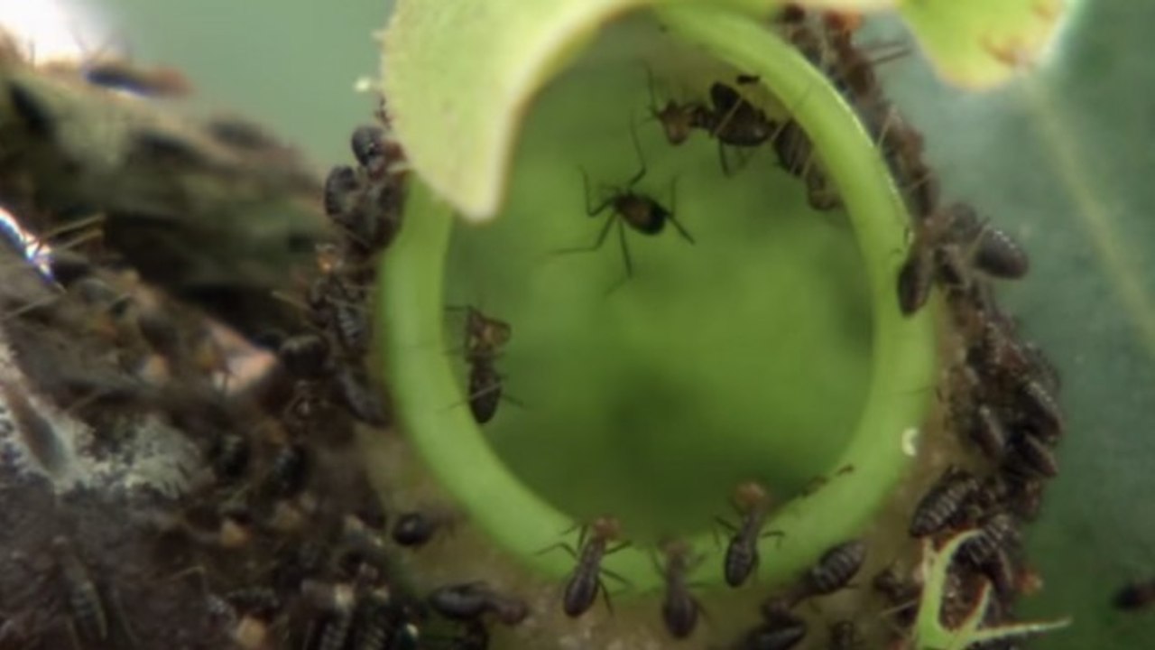 Observez cette plante carnivore engloutir des centaines d'insectes en quelques minutes